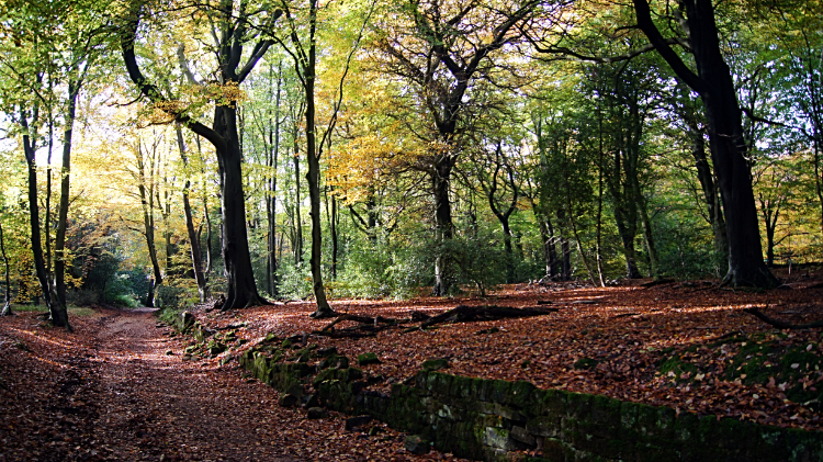 Greno Wood