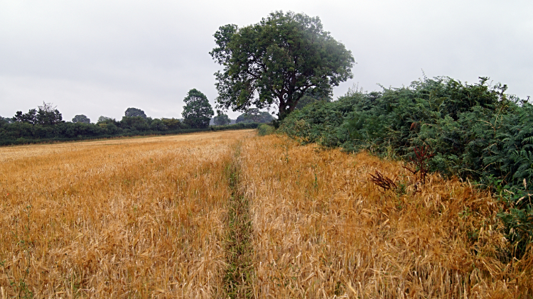 Walking a wet line to Grinshill