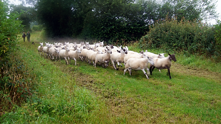 Taking the flock to pasture<