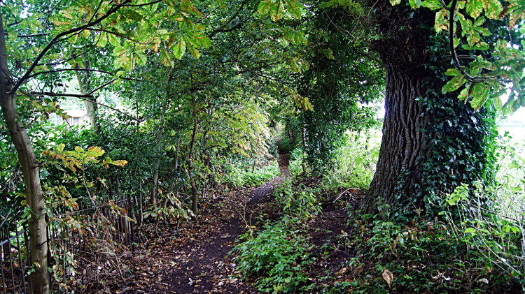 Copse of cover at Hadnall