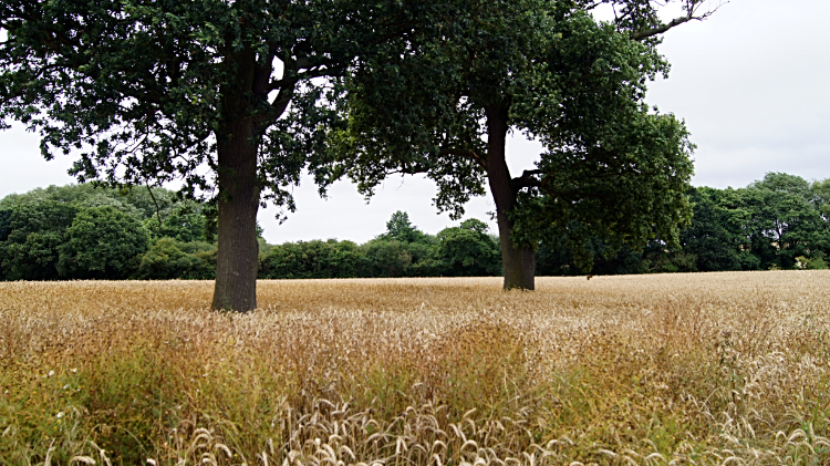 Field near Astley