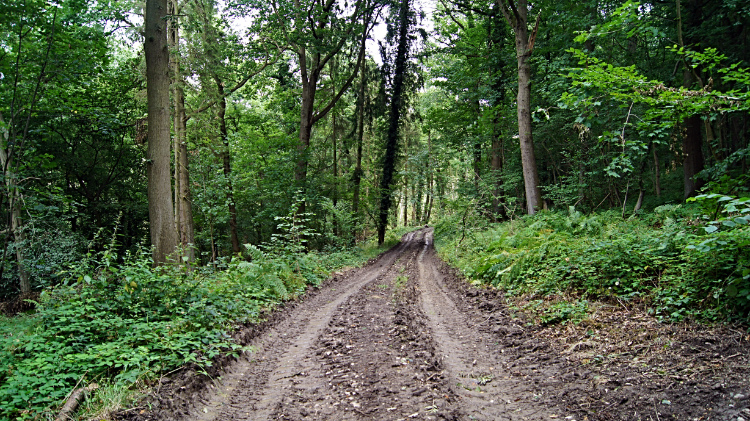 Piner's Coppice, Buildwas Park