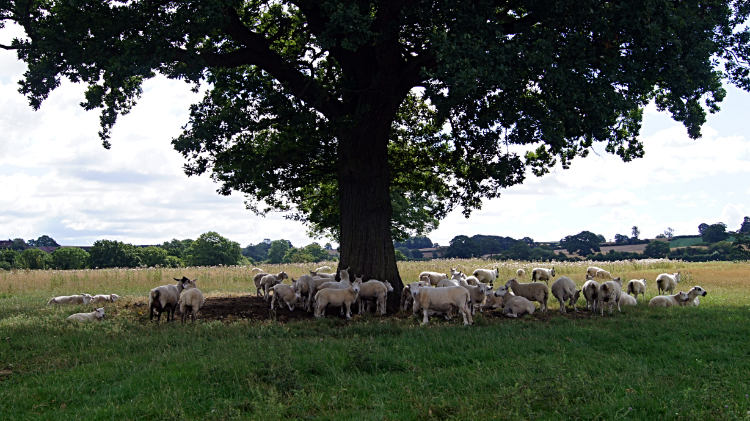 Sheep sheltering from the hot sun