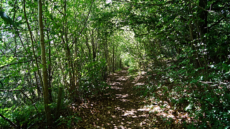 Climbing Blakeway Hollow to Wenlock Edge