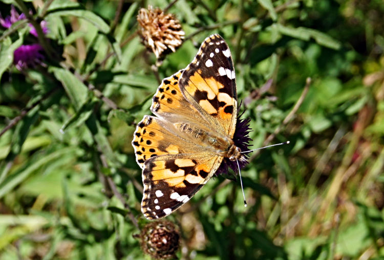 Painted Lady