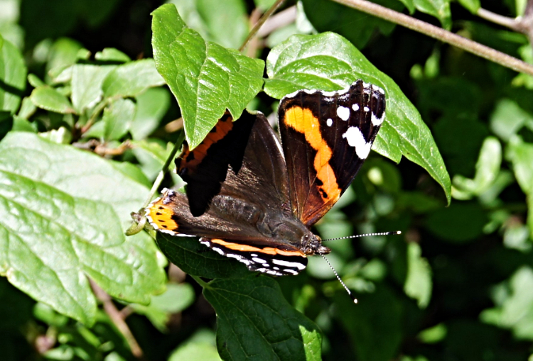 Red Admiral