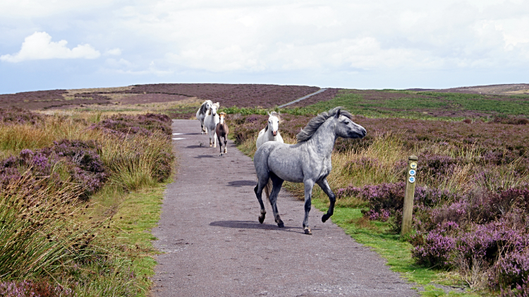 Wild horses of the Long Mynd