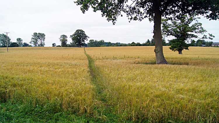 Field crossing between More and Lydham