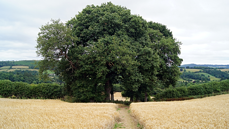 Shropshire Way near Hopesay