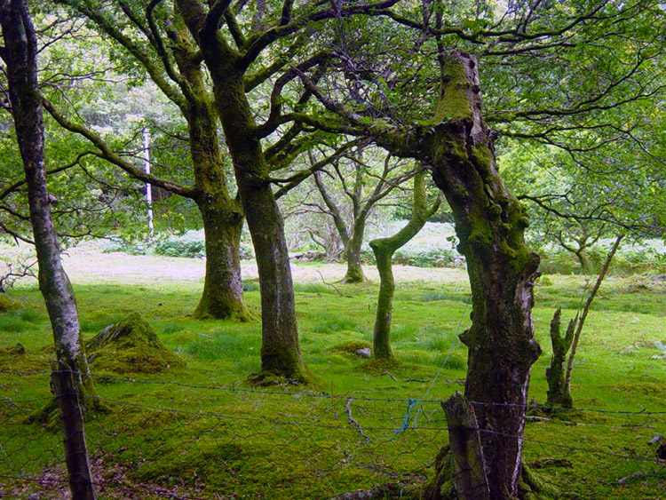 The wonderful forest of Parc Uchaf Gwydy