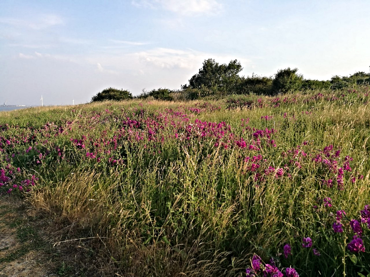 Wonderful Wild Flowers by the path