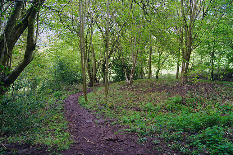 Woodland walking near Llangenny
