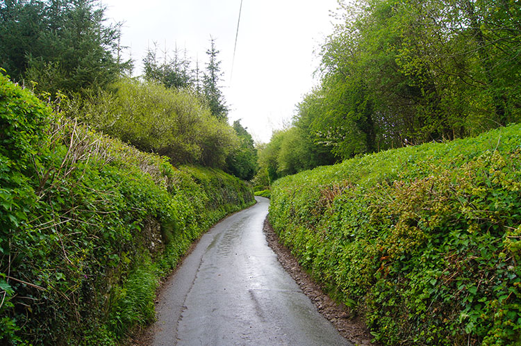 Hedgerows beside the road to Sugar Loaf from Llangenny