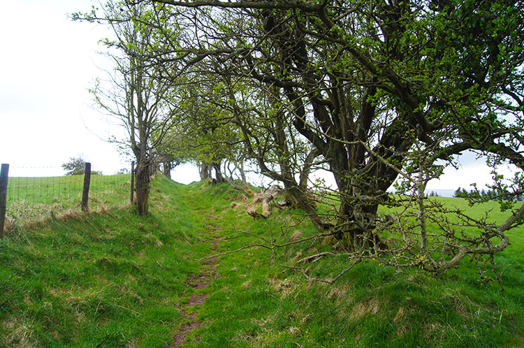 The track leading to Sugar Loaf from the road