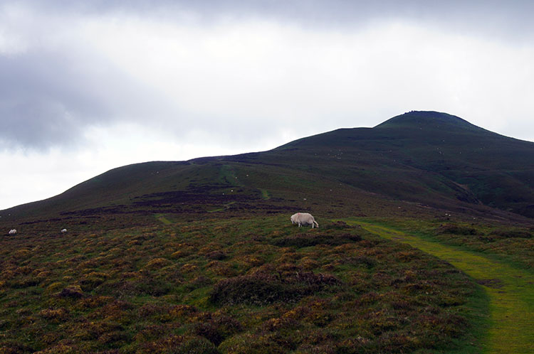 Closing in on the summit of Sugar Loaf