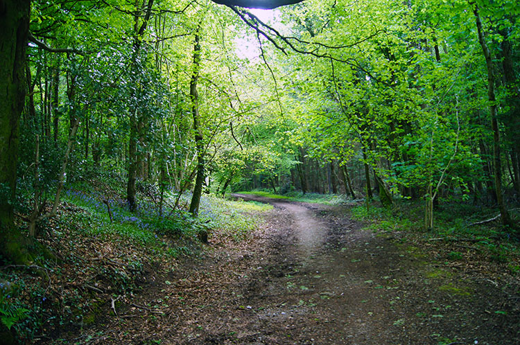 Coed-cefn-pwll-du