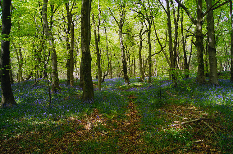 The beauty of Coed-cefn-pwll-du continues to delight