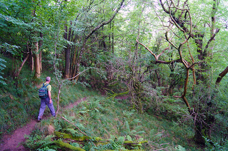 Heading back through the Skirrid's lush green woodland