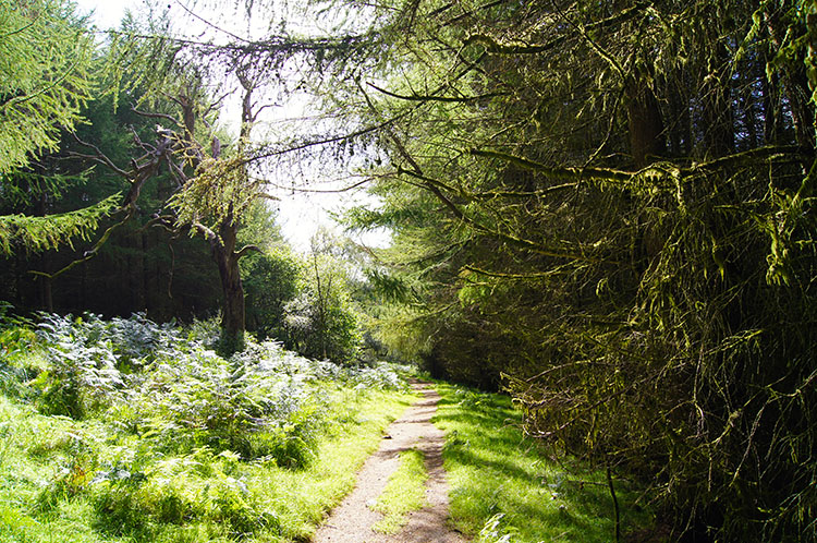 The woodland walk through Cilhepste-fach