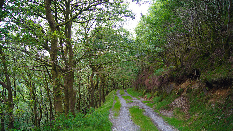 Track leading down to Afon Ystwyth