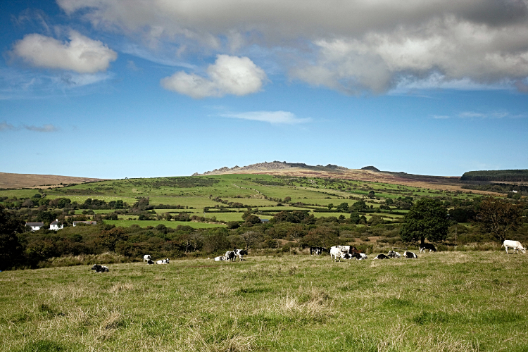 Cattle grazing under the shadow of Foel Drygarn