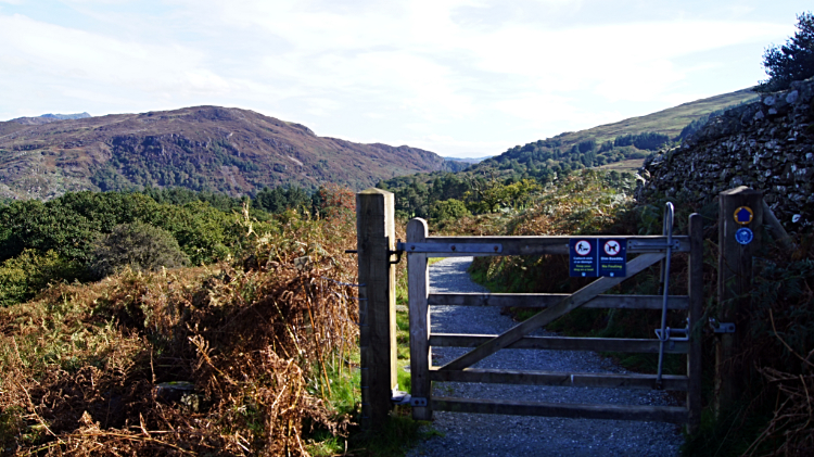 The path through Beddgelert Forest