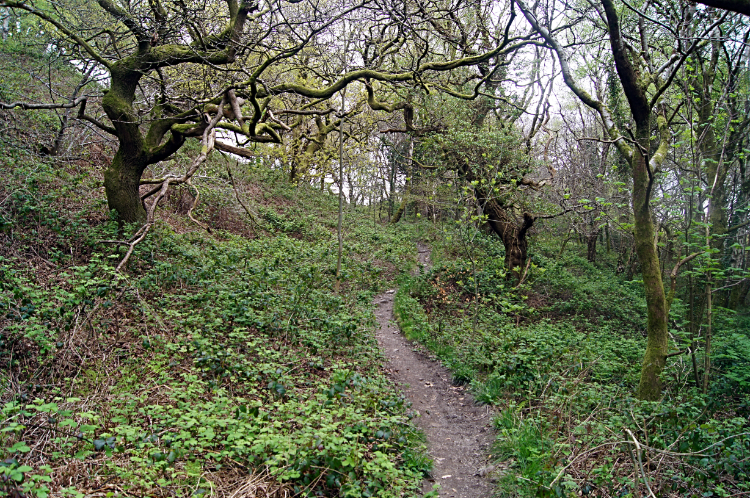 Beginning the climb to Craig yr Allt from Glan-y-llyn