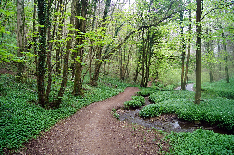 Forest Fawr