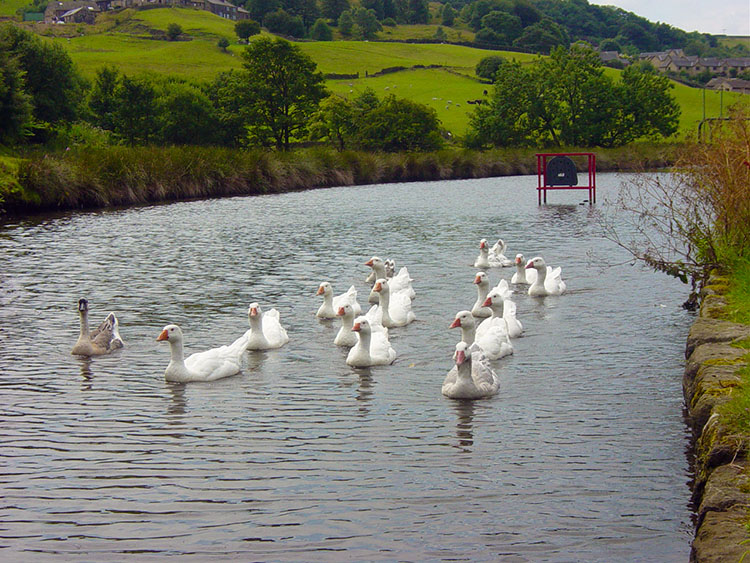Gang of Geese cruising on the Rochdale Canal