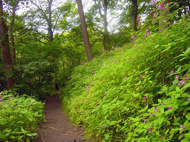Rich summer foliage is all around near Hardcastle Crags