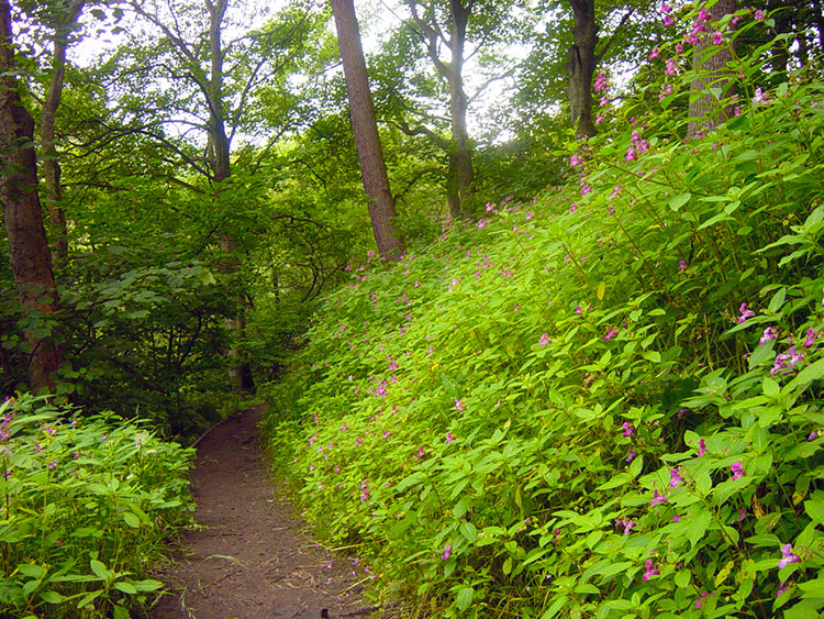 Rich foliage is all around in summer near Hardcastle Crags