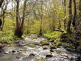 Gill Beck glistens in the morning sun