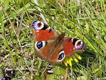 A beautiful Peacock Butterfly, harbinger of Spring