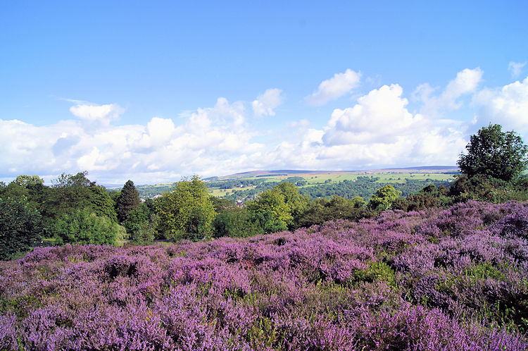 Heather moorland overlooks Ilkley