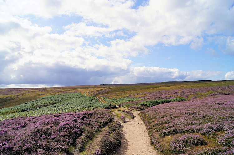 Heather carpet on Ilkley Moor