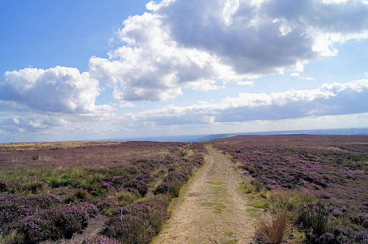 Burley Moor