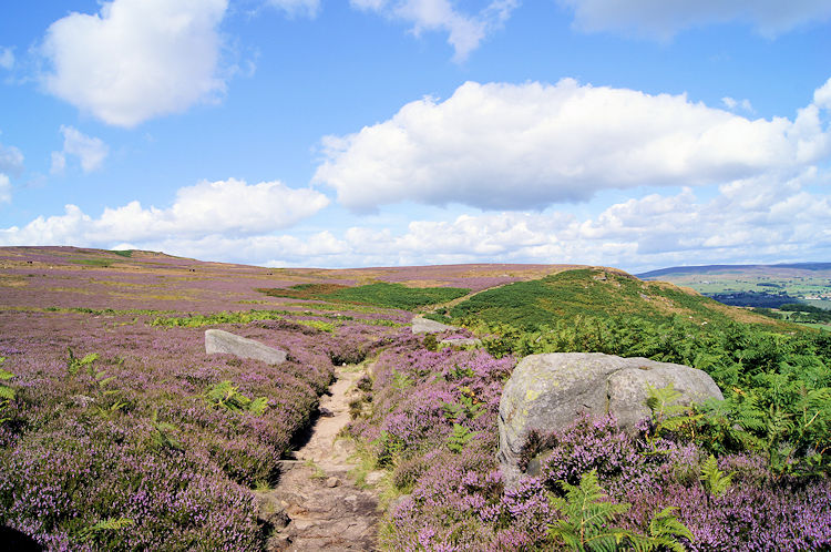 Following the Dales Way link near Stead Crag