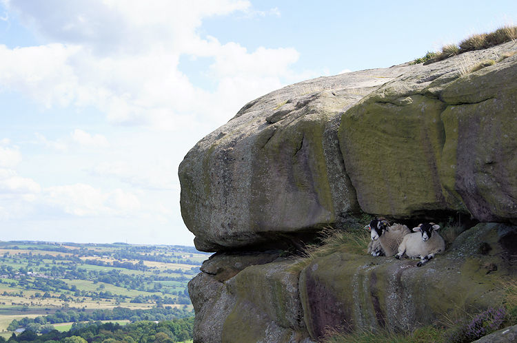 Sheep sheltering on the Cow