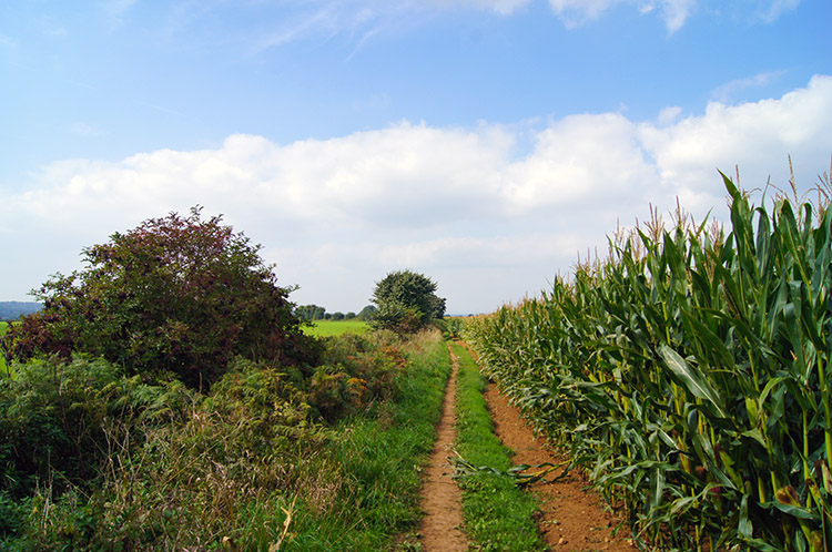 Path on Stubbing Moor