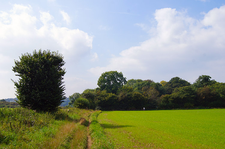 Approaching Hetchell Wood