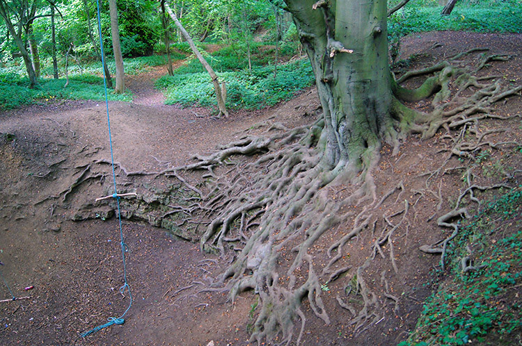 Exposed tree roots at Pompocali