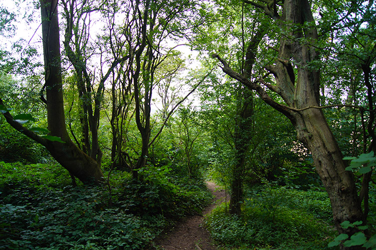 Hetchell Wood