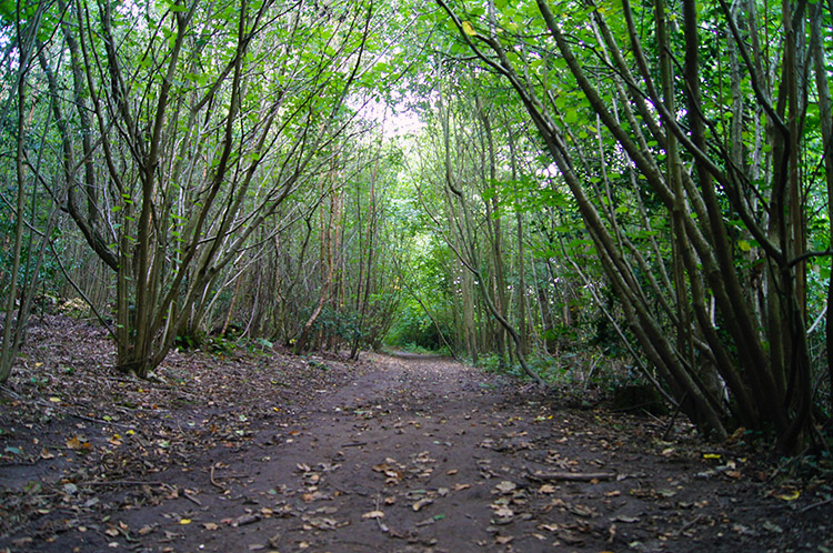 Coppiced pathway