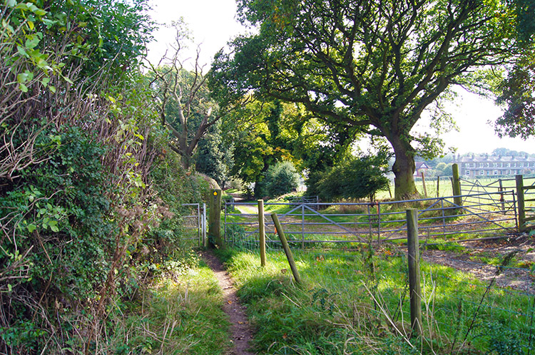 The lane to Scarcroft