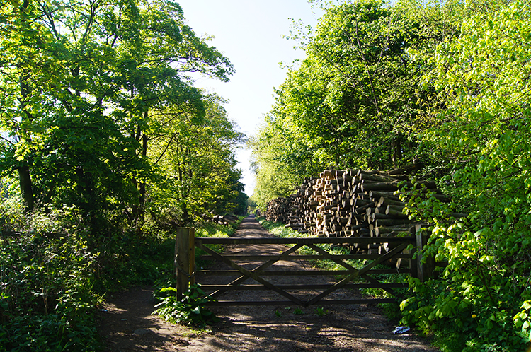 Wilderness Plantation