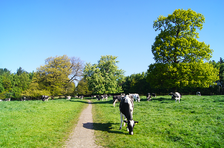 Unassuming Cows