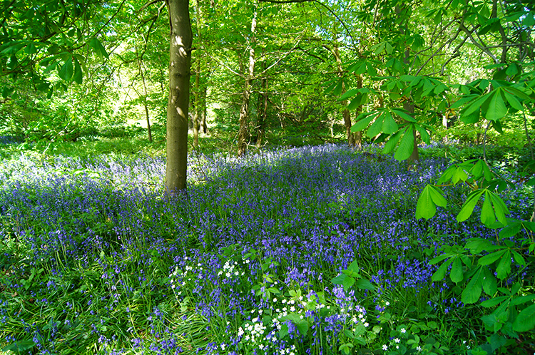 Bluebells in Bridge Royd Wood