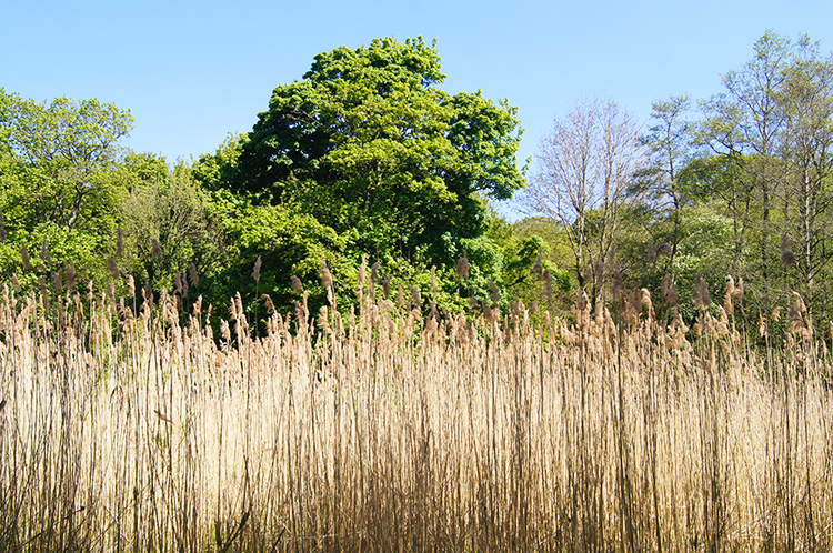 Marsh Grass