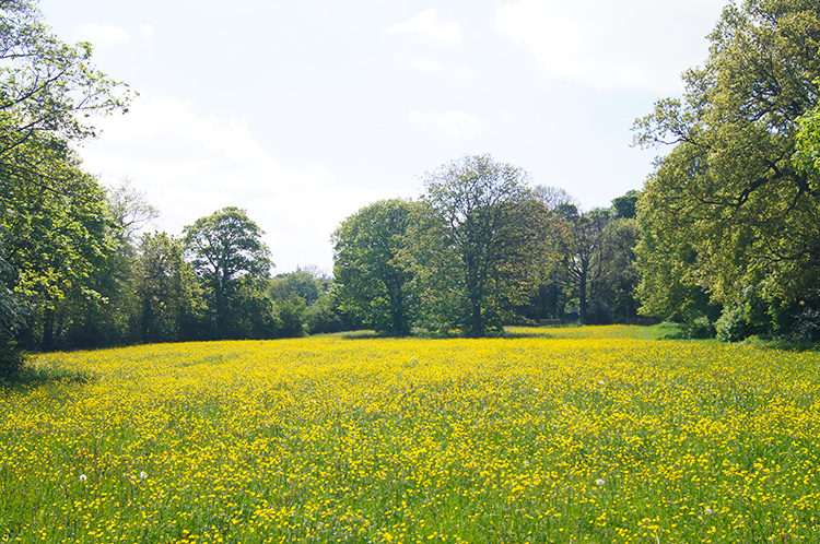 The Park, Clayton West