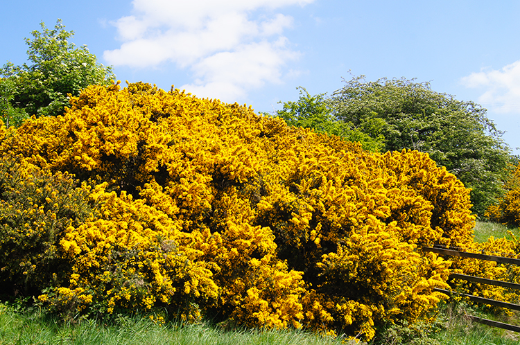 Broom in bloom